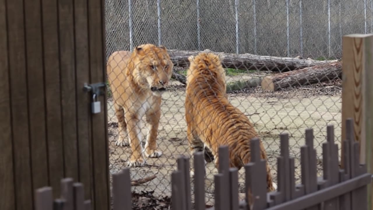 Lion 🦁 vs tiger