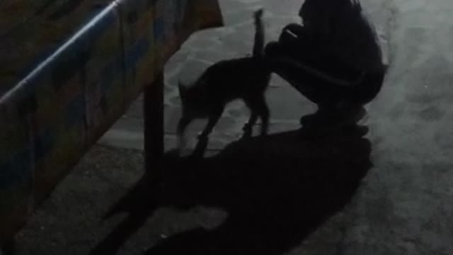 Playing with my cat in the night