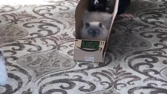 House Cat Tries Out for Bobsled Team