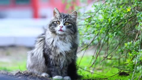 Pastoral cat