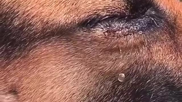 Smart dog video