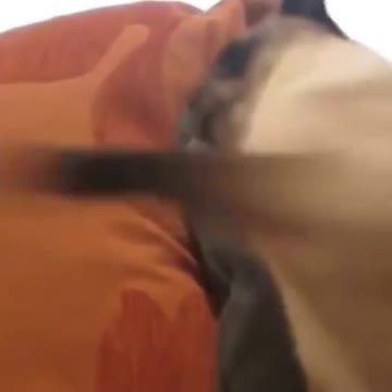 CUTE CAT BABY GYMCUTE CAT BABY GYM