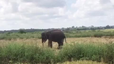 Treatment of injured elephant.