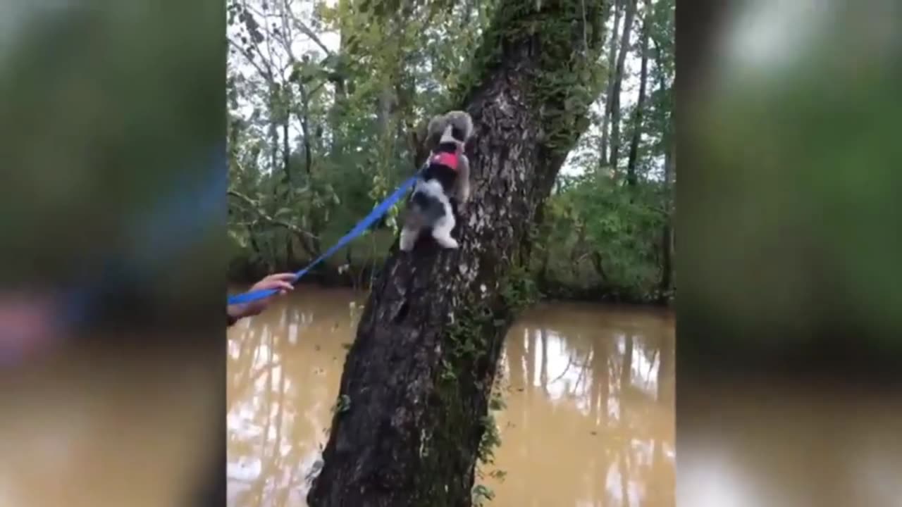 Dog swimming in pool