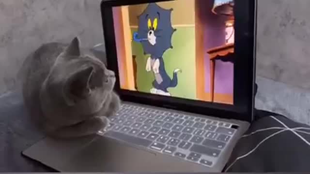 Cute & Funny Cat, see reaction 🤣🤣😍