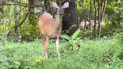 Deer in the Backyard