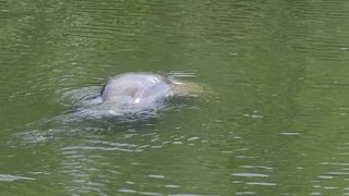 Big Manatee in Crystal river Florida preserve