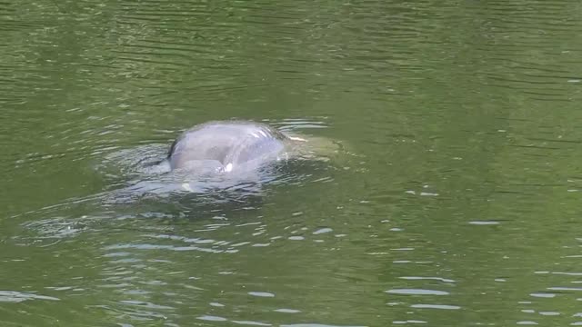 Big Manatee in Crystal river Florida preserve