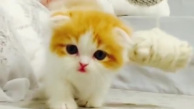 munchkin cat Beautiful