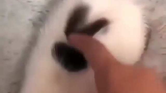 cats.videoss Rate this 1-10 🥰