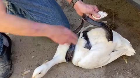 Freeing a duck from a snake ♥️♥️♥️