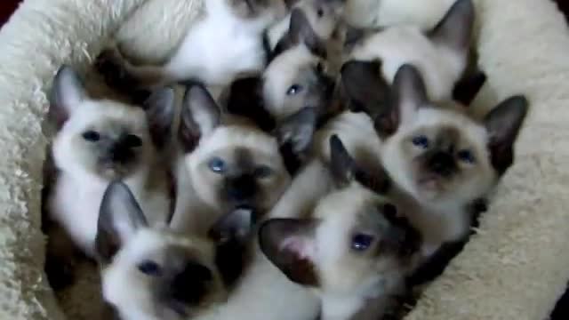 Admirable Siamese kittens