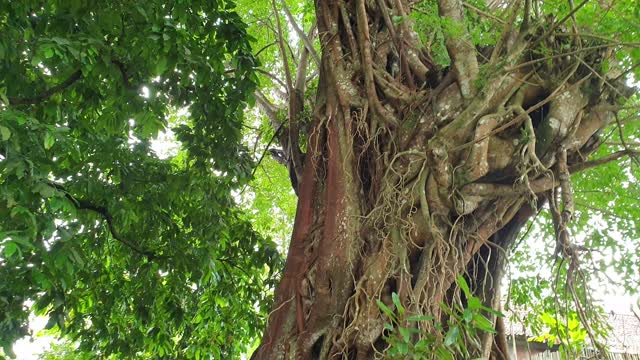 The peepal tree is a horror and mystical tree