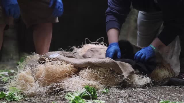 Adorable moment premature baby gorilla is reunited with his family