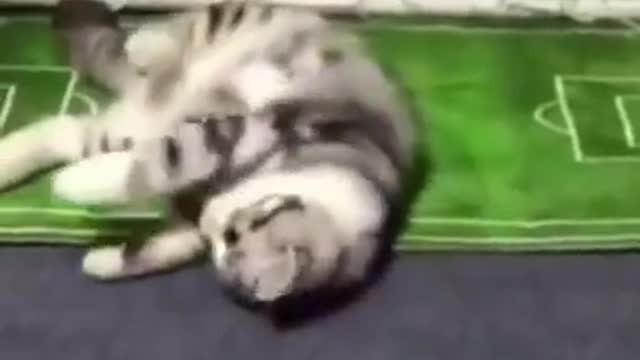 Funny Animal Videos Try Not To Laugh 2021