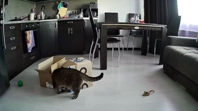 Cat play with box part 2