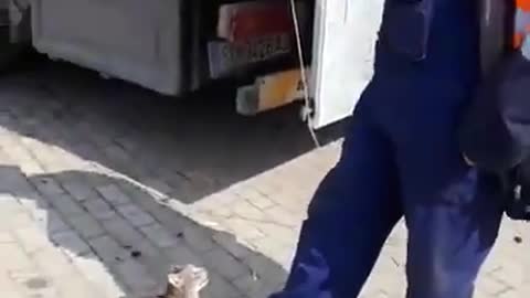 Very Cute Cat Video l Funny Pushy Video l Animal Video