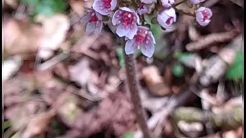 Beautiful pink flower