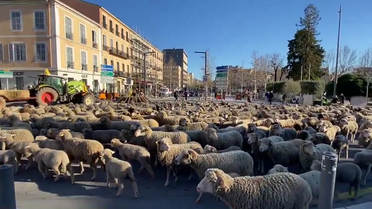 Demonstration of farmers with a flock of sheep in the center Draguignan #shorts