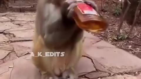 Drunken Animals funny series