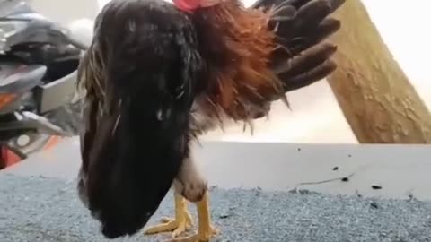 the hen owner