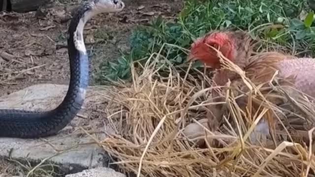 FUNNY ANIMAL #shorts #funny #fun #funnyvideo #tiktok #tiktokvideo