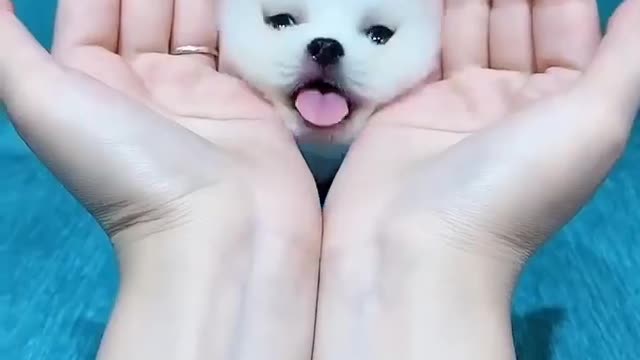 so cute puppy pet playing little sweet dog