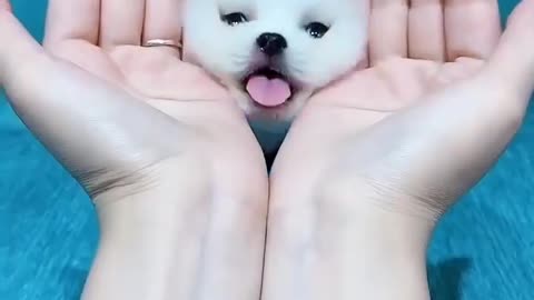 so cute puppy pet playing little sweet dog