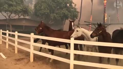 Horses flee San Diego fires