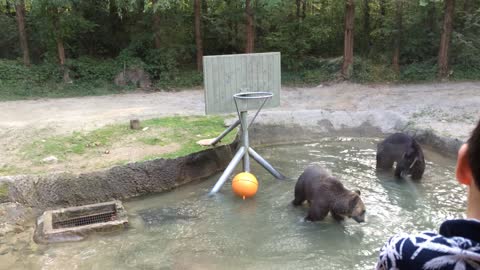 Bear Shoots Hoops