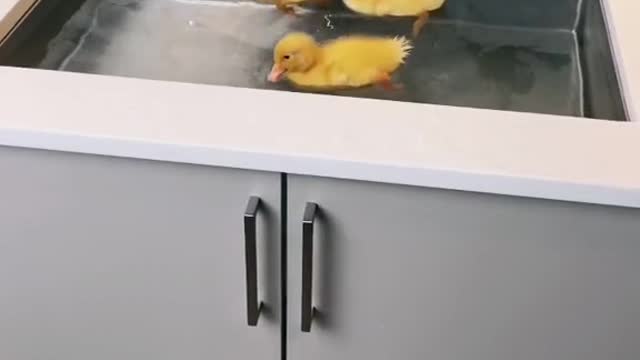 The Baby Ducks Take a Shower | Very Cute