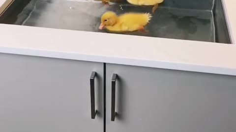 The Baby Ducks Take a Shower | Very Cute