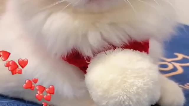 Aww Cute Cats Videos #catmeow Funny Animals Compilation😹 Try Not To Laugh Challenge MV60 #shorts