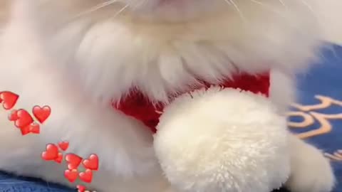 Aww Cute Cats Videos #catmeow Funny Animals Compilation😹 Try Not To Laugh Challenge MV60 #shorts