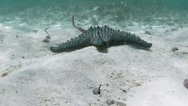 School of strange fish swimming very slowly in the ocean recorded by scuba diver's camera