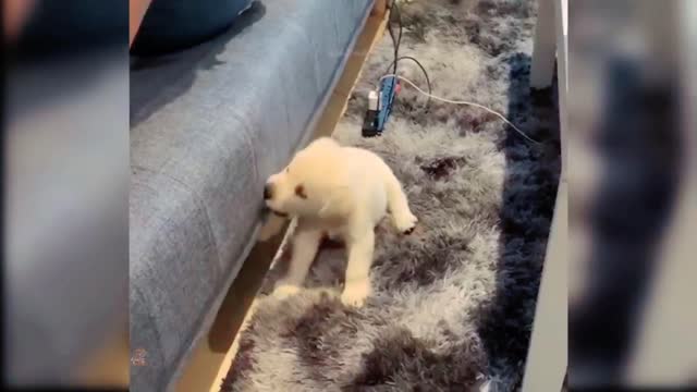Funny dogs Activities on funny Moments of Baby Dogs