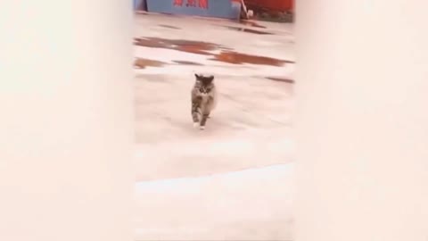 Shuffle Cat