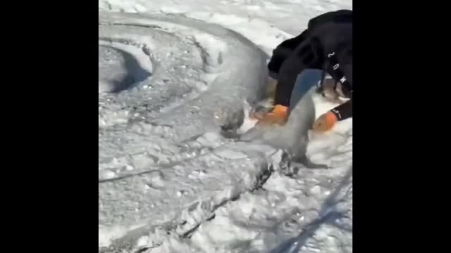 Python snake in the snow