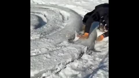 Python snake in the snow