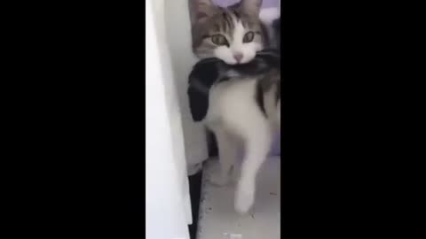 Funny animal video