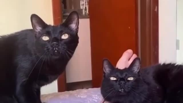 animals memes 22