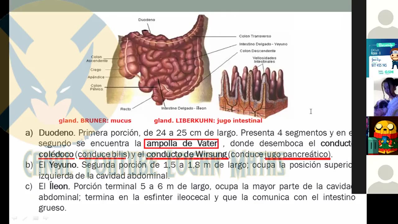 REPASO GRUPO SAN MARCOS 2022 | Semana 01 | Anatomía