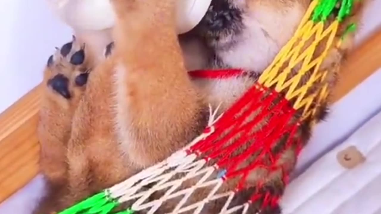 Cute Puppy feeding video