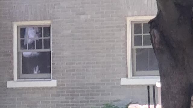 Squirrel Comes Closer