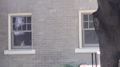 Squirrel Comes Closer