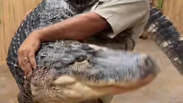 Crocodile like a young babes