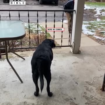 Playful Pooch Prepares to Pounce 😂