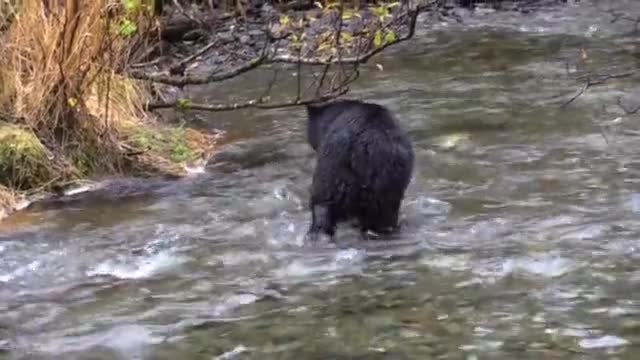 Black Bear catch salmon