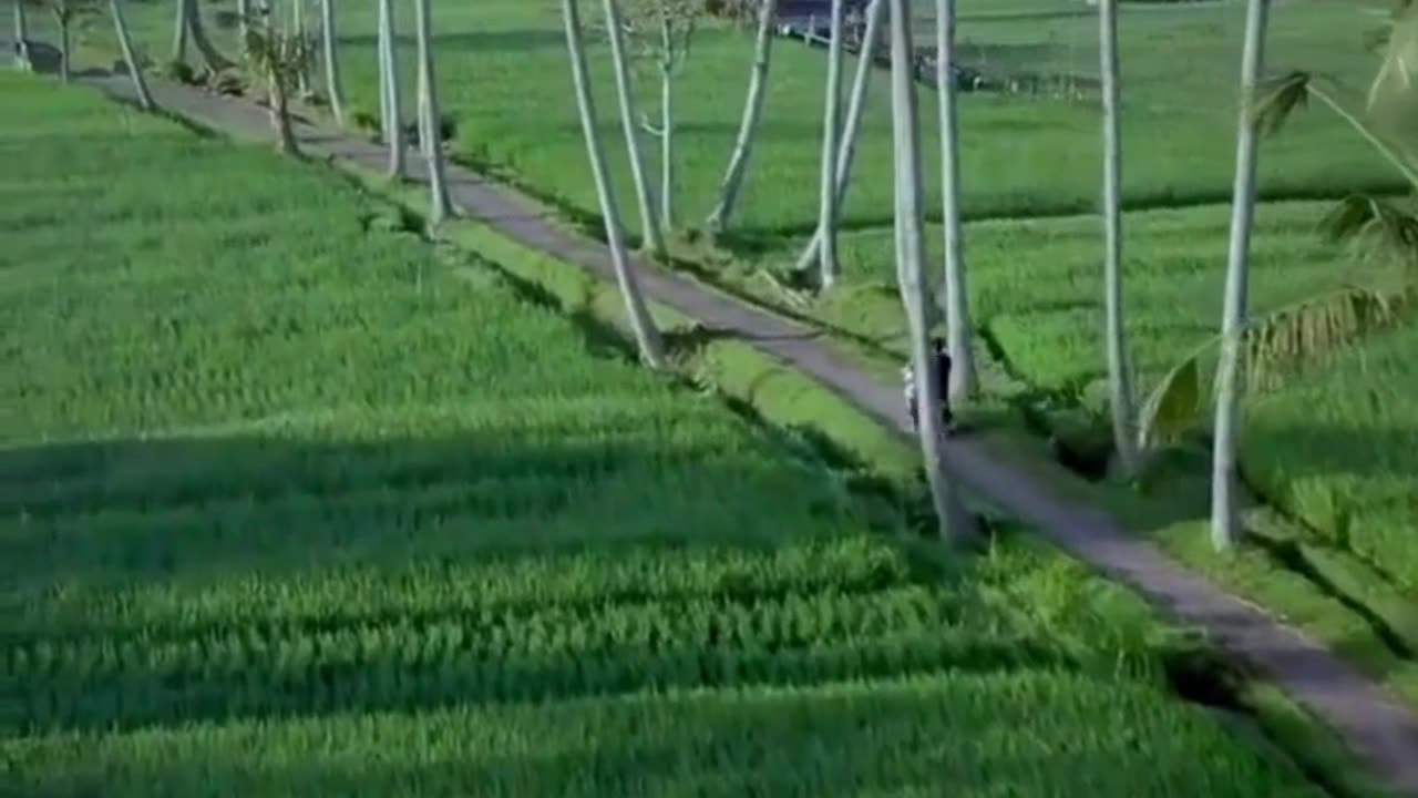 Penampakan sawah padi yg luarbiasa indahnya