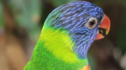 amazing and cutest parrot in the world funny birds